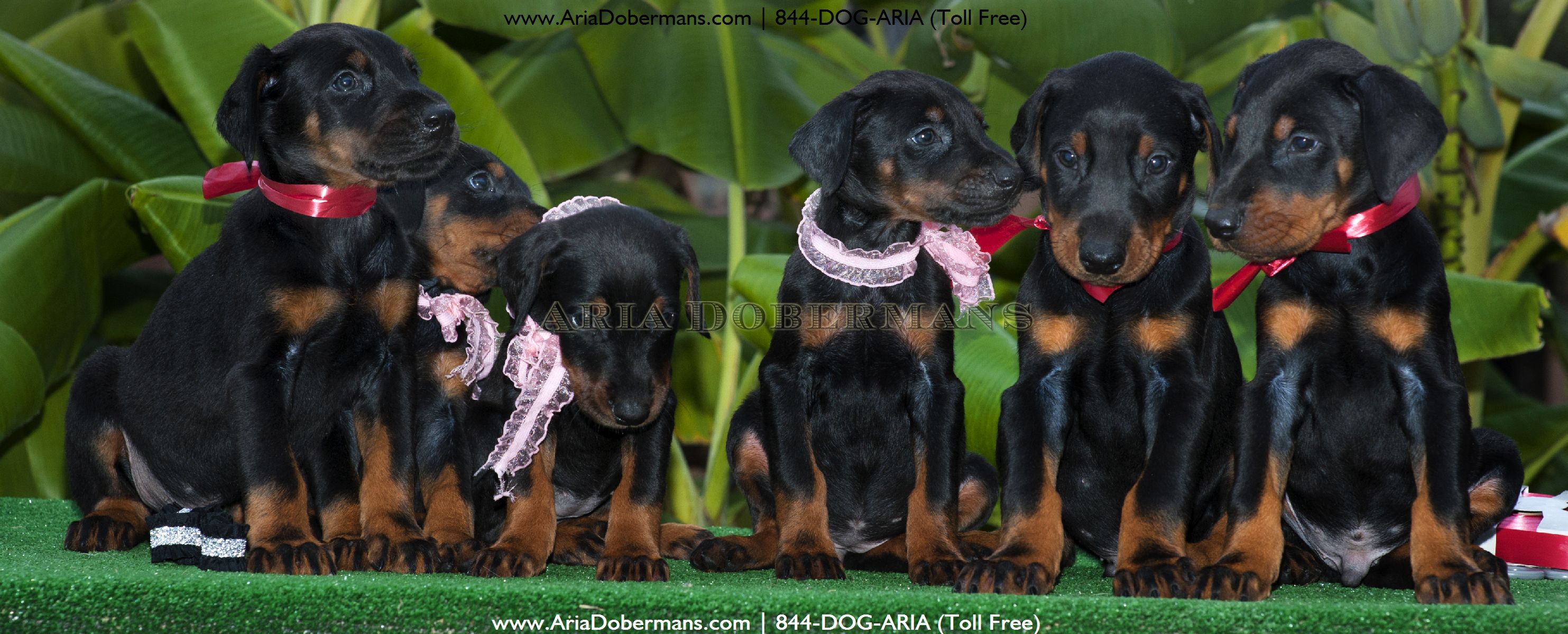 doberman puppies houston dobermans doberman puppies houston dobermans