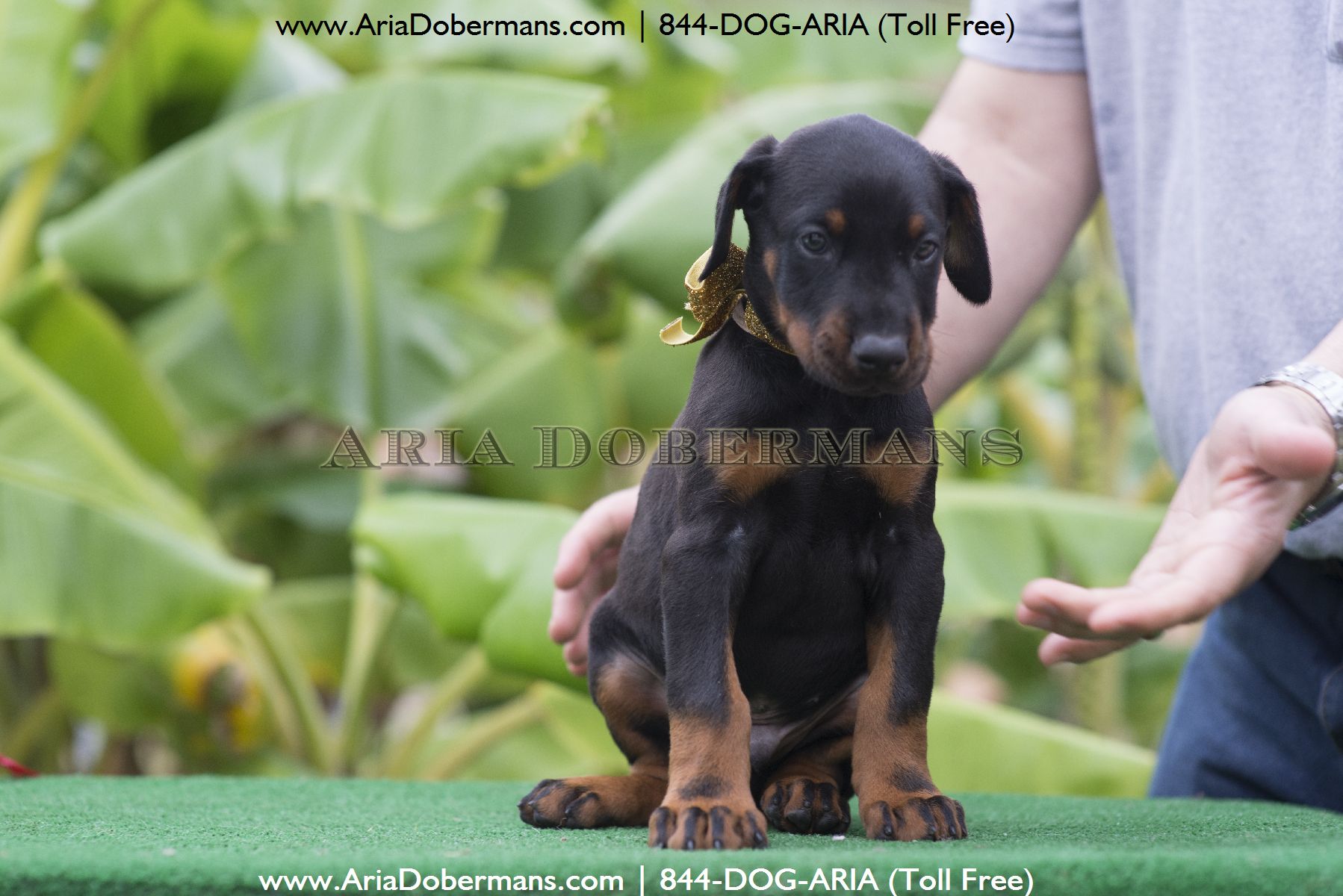 doberman puppies for sale in chicago dobermanpinscher doberman puppies for sale in chicago dobermanpinscher