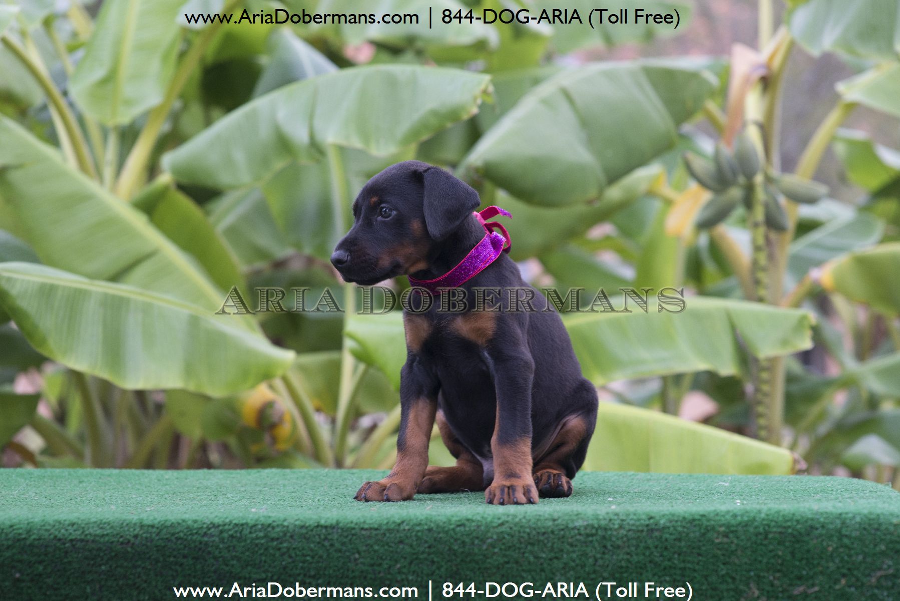 puppies for sale in houston puppies for sale doberman pinscher puppies for sale houston breeds picture puppies for sale in houston puppies for sale doberman pinscher puppies for sale houston breeds picture