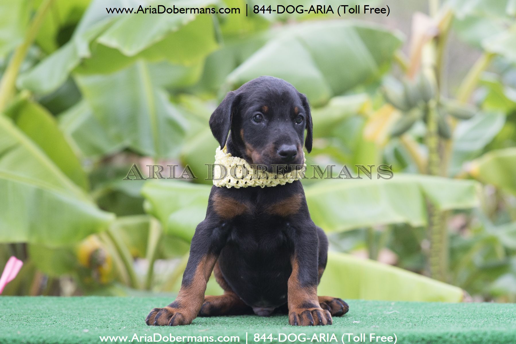 doberman puppies for sale chicago dobermanpinscher doberman puppies for sale chicago dobermanpinscher