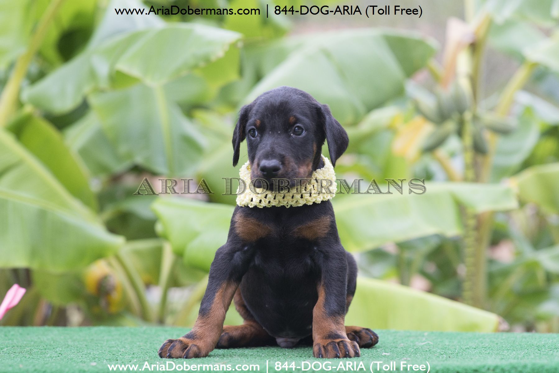 doberman puppies for sale chicago doberman pinschers for sale in alabama breeds picture doberman puppies for sale chicago doberman pinschers for sale in alabama breeds picture