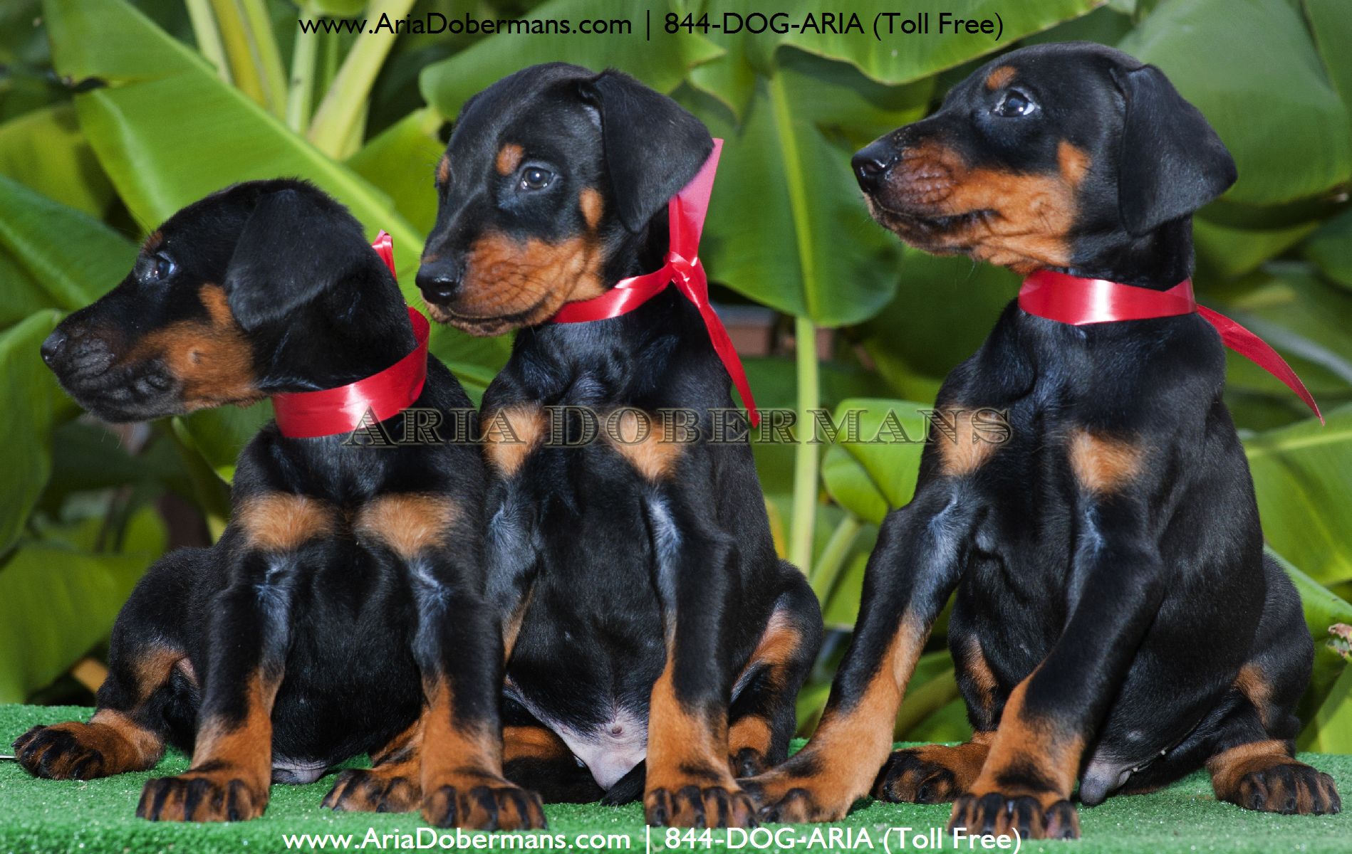dogs for sale in houston pin doberman puppies on dogs for sale in houston pin doberman puppies on