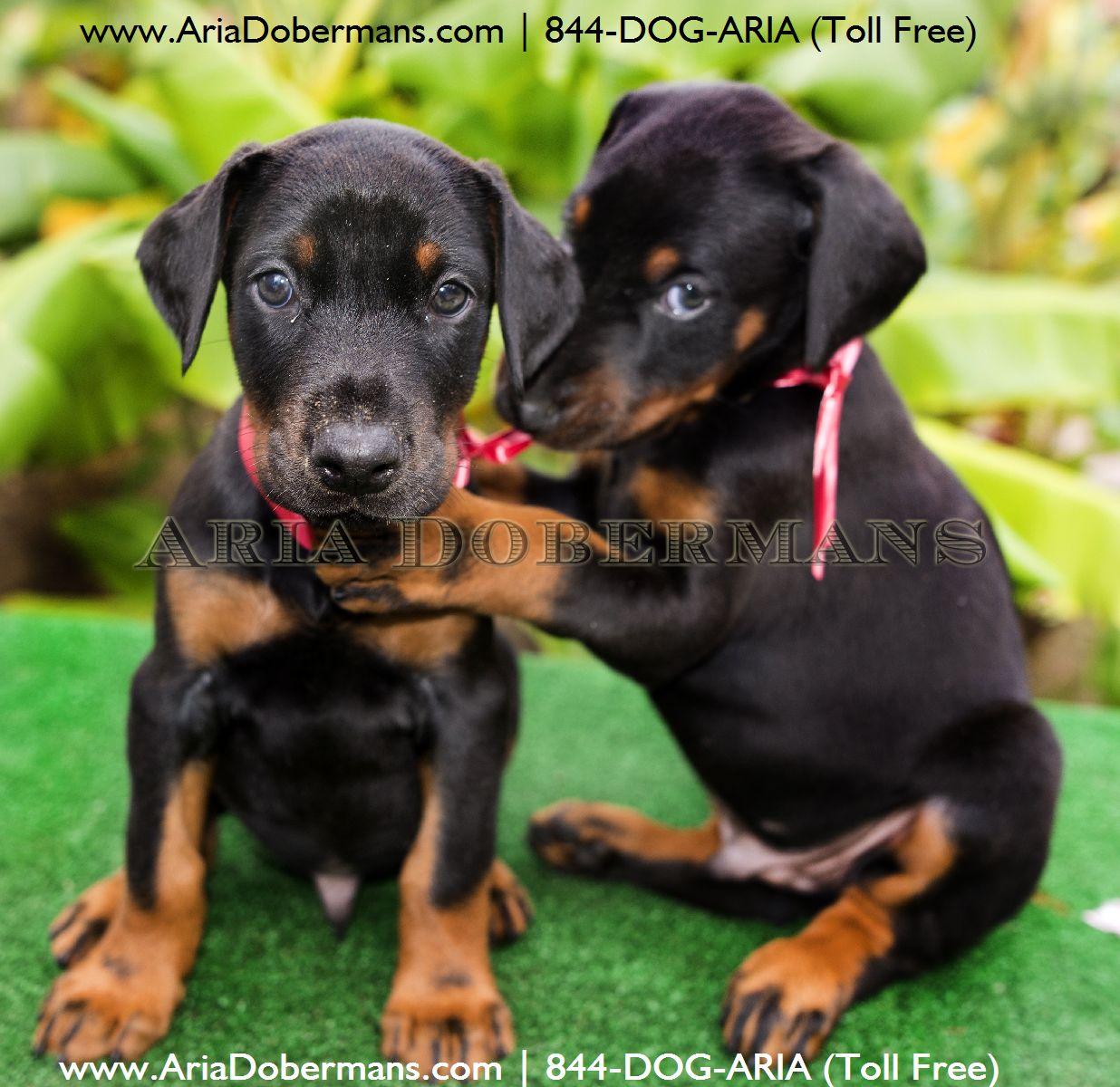 doberman puppies houston puppies for sale photos dobermans doberman puppies houston puppies for sale photos dobermans