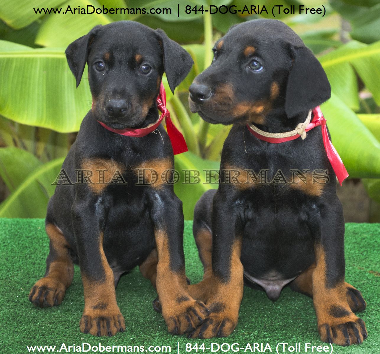 dogs for sale in houston puppies for sale photos dobermans dogs for sale in houston puppies for sale photos dobermans