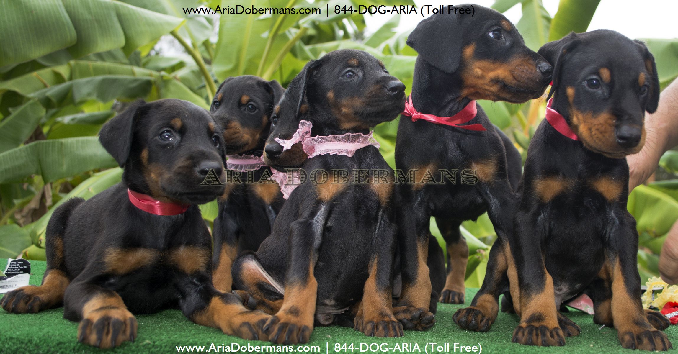 puppies houston puppies for sale photos dobermans puppies houston puppies for sale photos dobermans