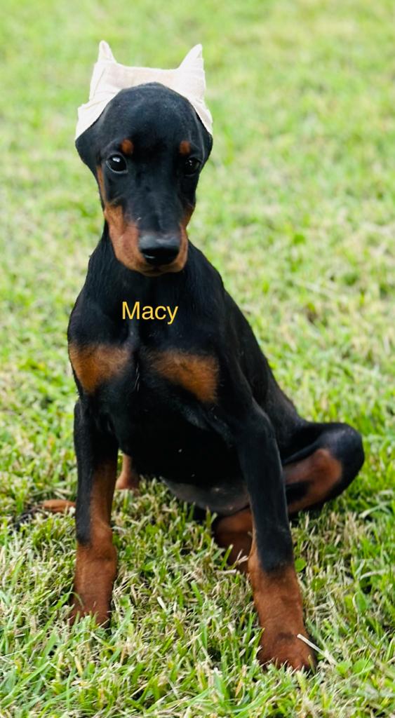 Aria Dobermans Macy