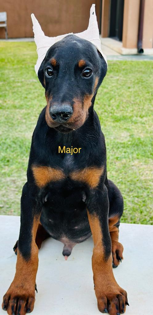 Major + Black + Male