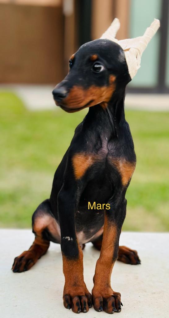 Aria Dobermans Mars