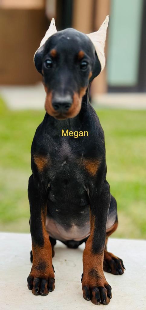 Aria Dobermans Megan