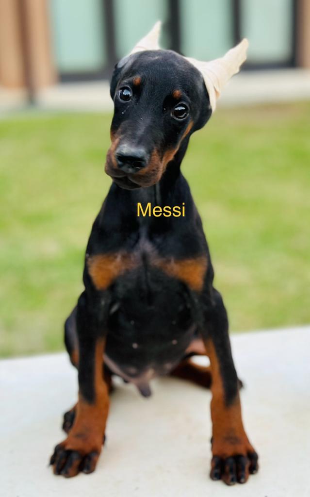 Messi + Black + Male