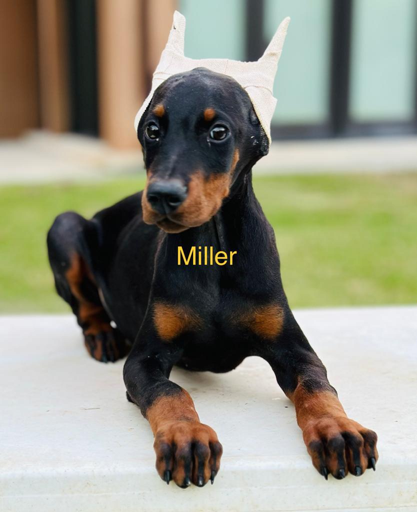Miller + Black + Male