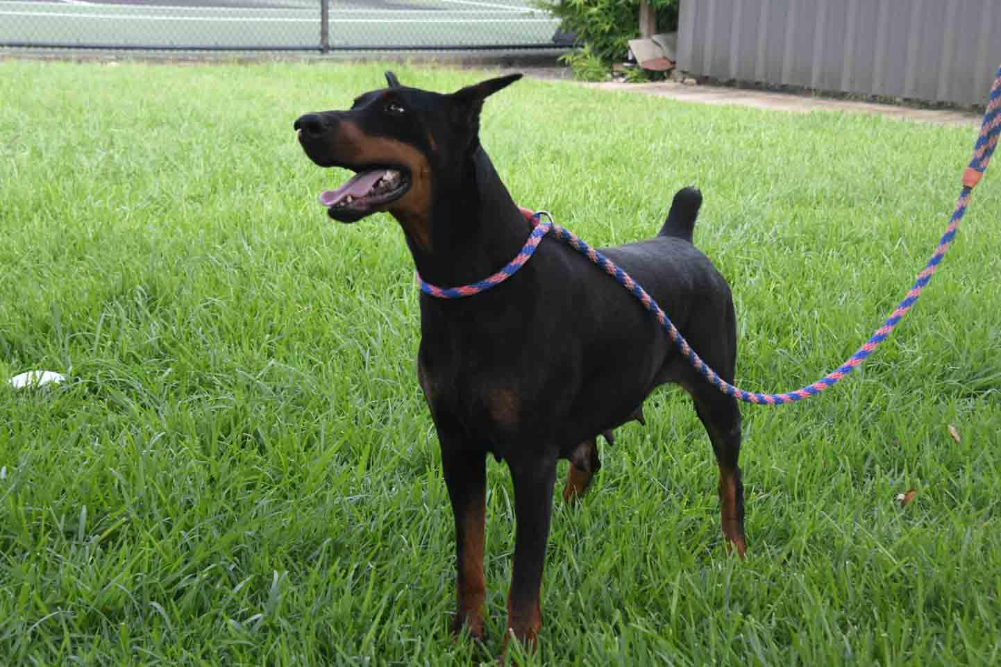 Aria Dobermans Rooshawna