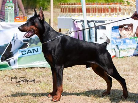 Maxim di altobello sales dobermann