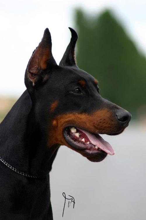 Royal bell doberman cheap