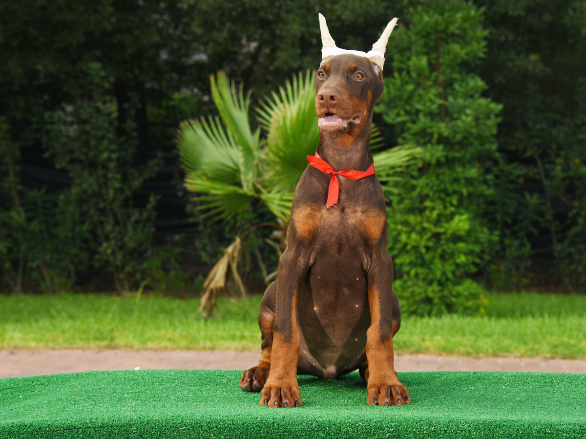 Red Male FLitter 2017