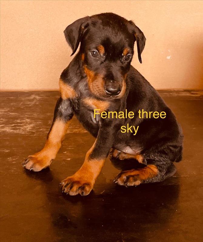 Female 3 Di Aria Doberman 2022