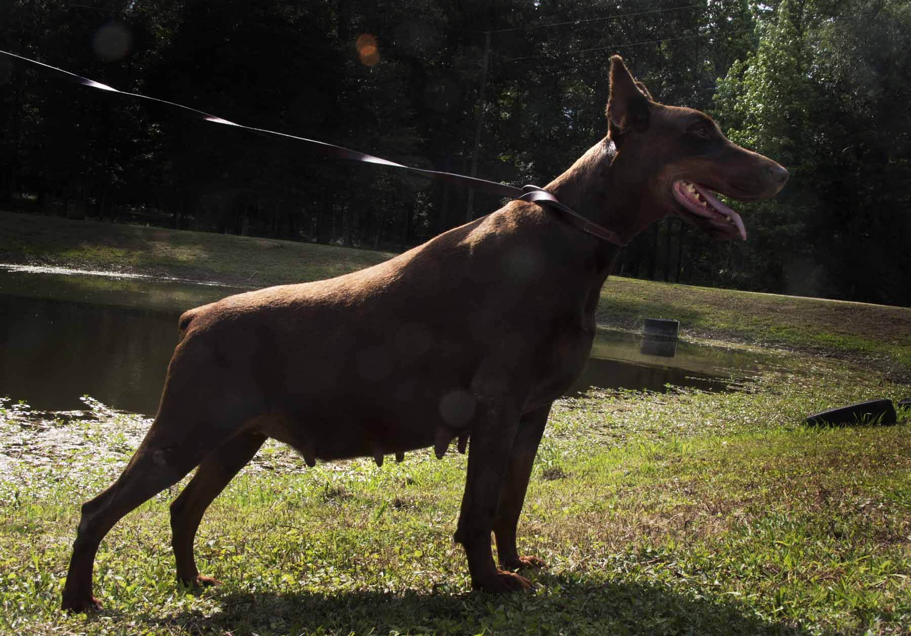 Shasta Di Aria Dobermans