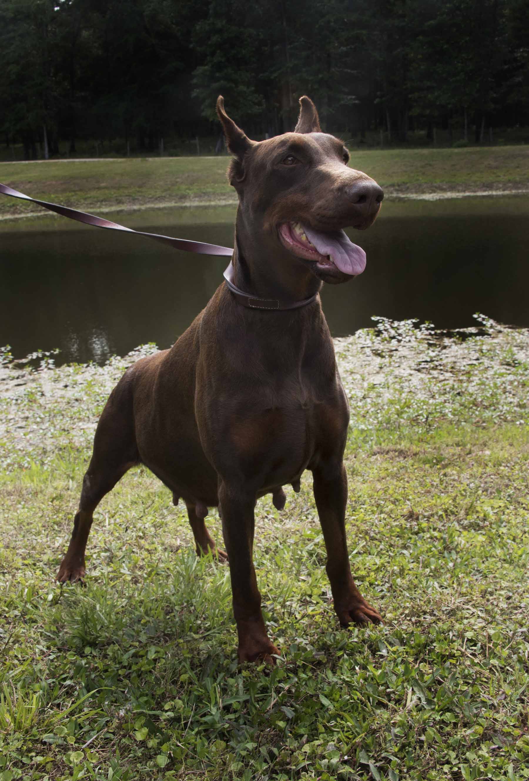 Shasta Di Aria Dobermans